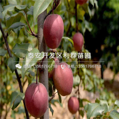 八月酥梨苗新品種介紹、價格及基地供應，兼談禮品花卉銷售