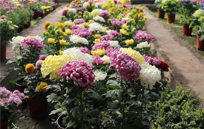 南方種什么致富花好看又好養？探索南方花卉種植的致富之道與禮品花卉銷售