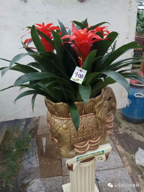 中秋佳節(jié)送好禮，鳳梨花卉寄相思