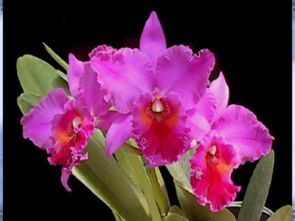 鮮花送老師 從美術(shù)課件到禮品花卉銷售的創(chuàng)意橋梁